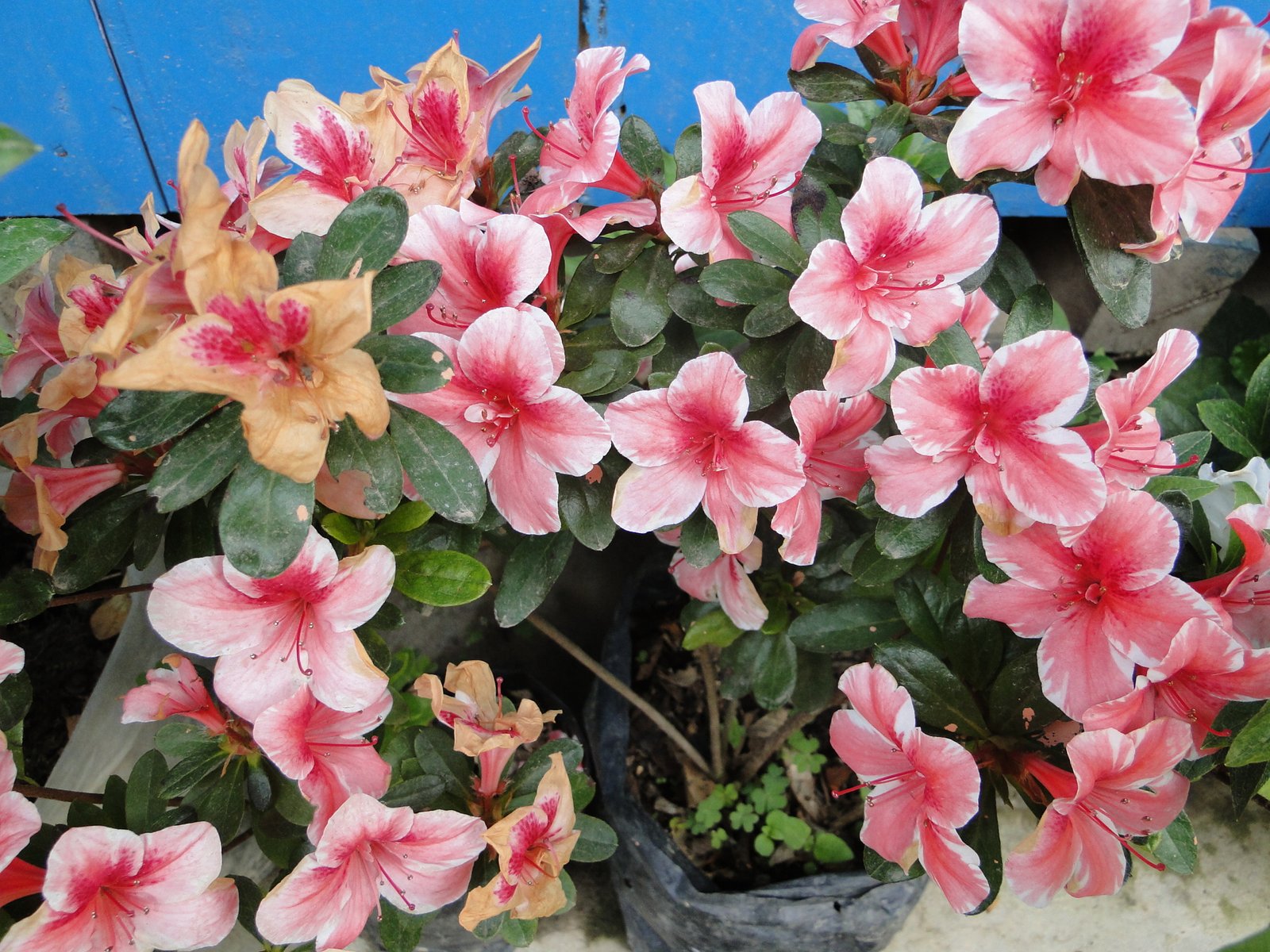 flowers cold region