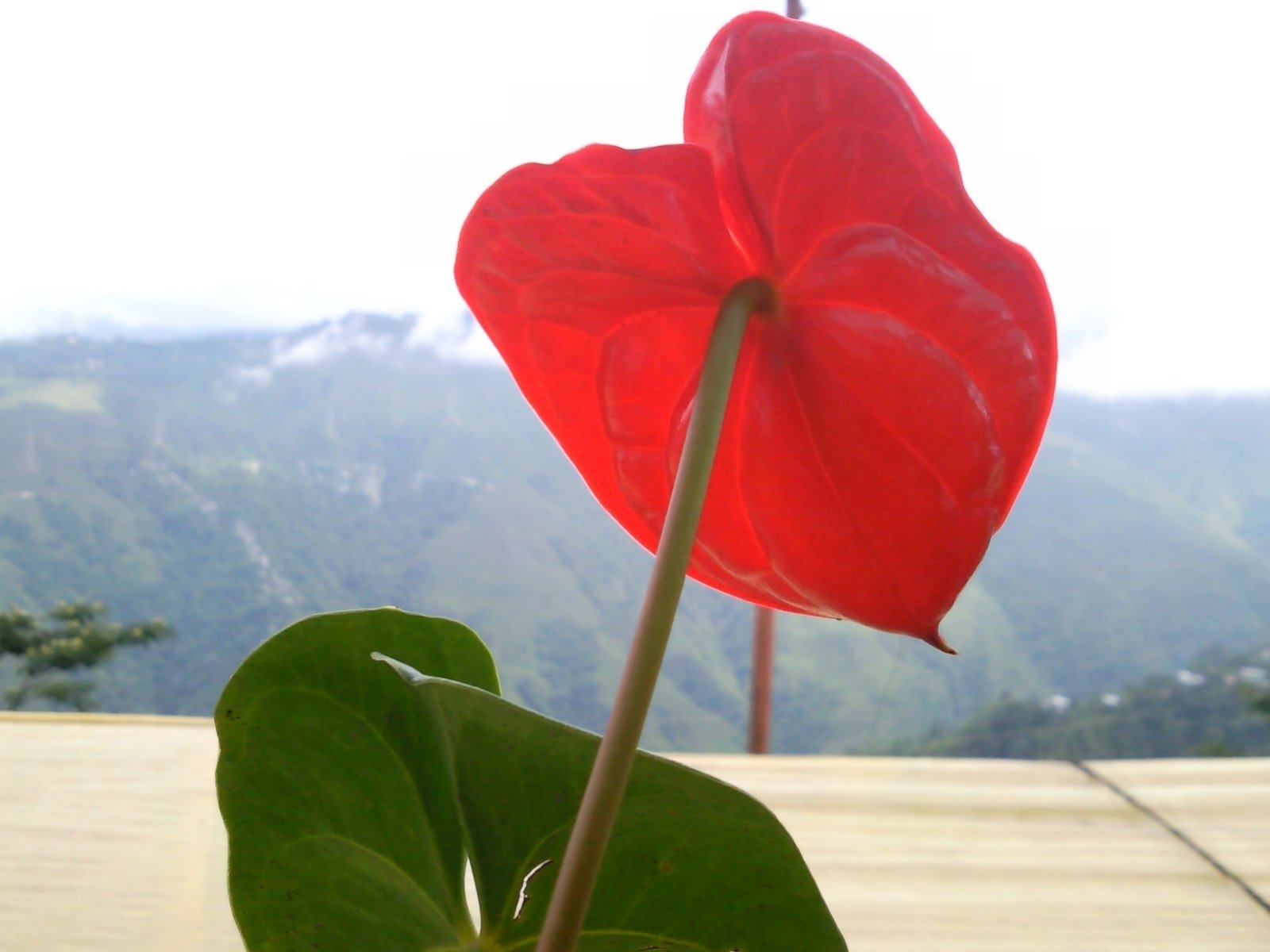 images of flowers