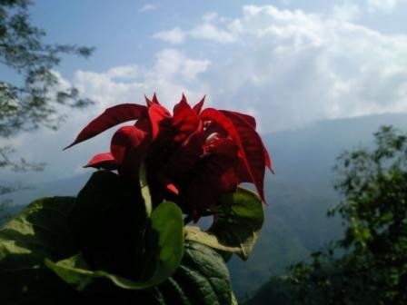 flowers of hills