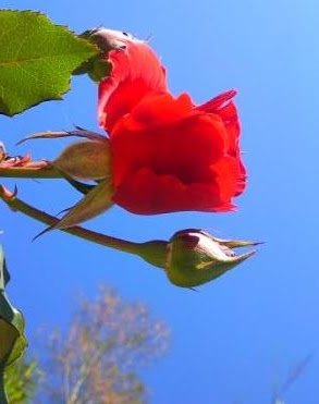 beautiful flowers asia