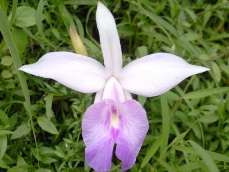 Flowers of Darjeeling