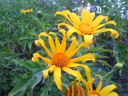 flowers cold region