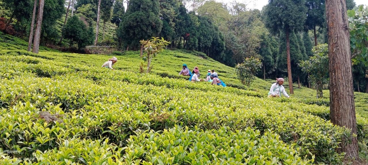 Sittong - Beautiful Tourist Destination in Darjeeling Sittong - Beautiful Tourist Destination in Darjeeling