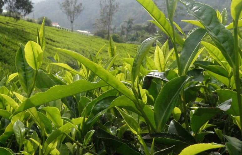 Darjeeling Tea Gardens Darjeeling Tea Gardens