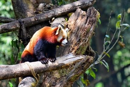 Padmaja Naidu Himalayan Zoological Park Padmaja Naidu Himalayan Zoological Park